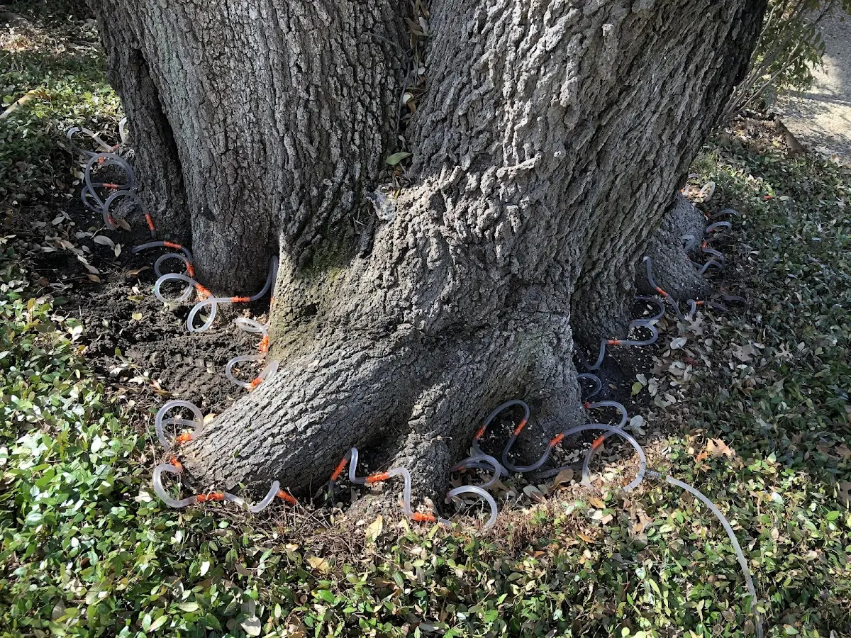 Detailed Tree Cabling and Bracing job site in Killingworth