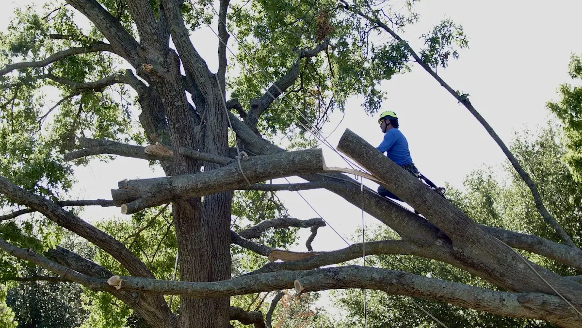 Professional Crown Thinning performed by certified arborists in Killingworth